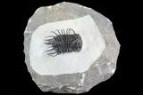 Spiny Koneprusia Trilobite - Large Specimen #72713-1